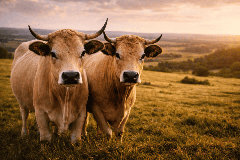 Vaches de race Aubrac dans les pâturages du plateau